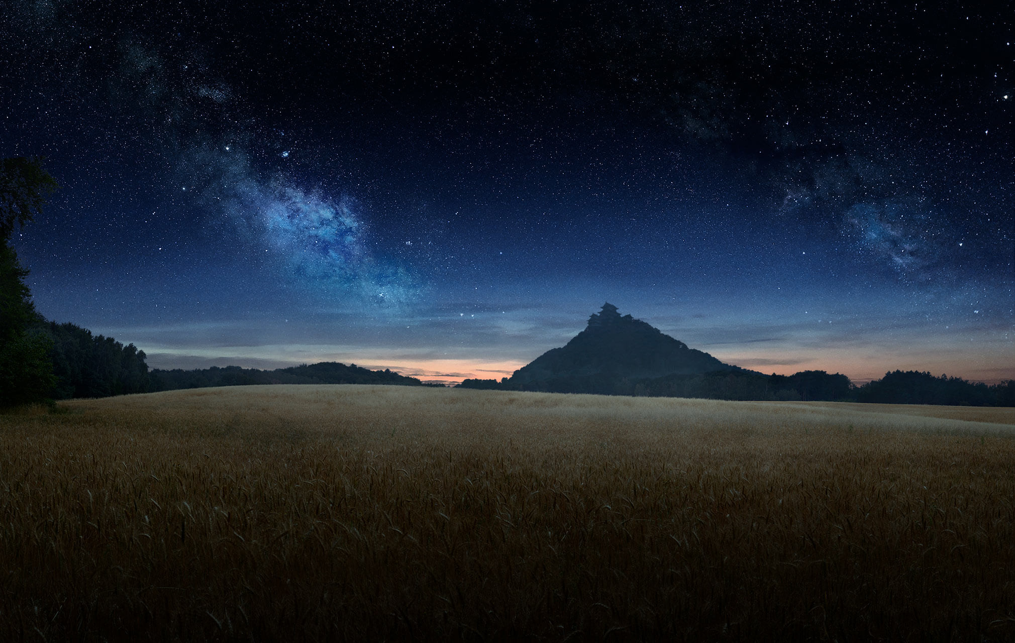 Field of wheat at night