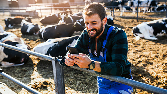 person standing with cows