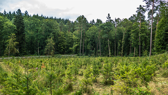 trees