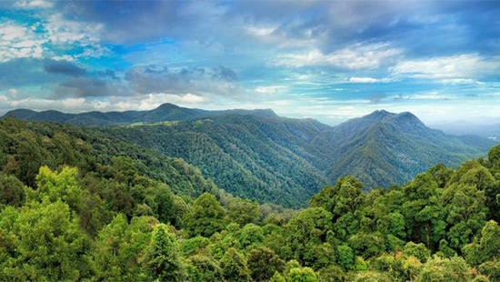 trees and mountains